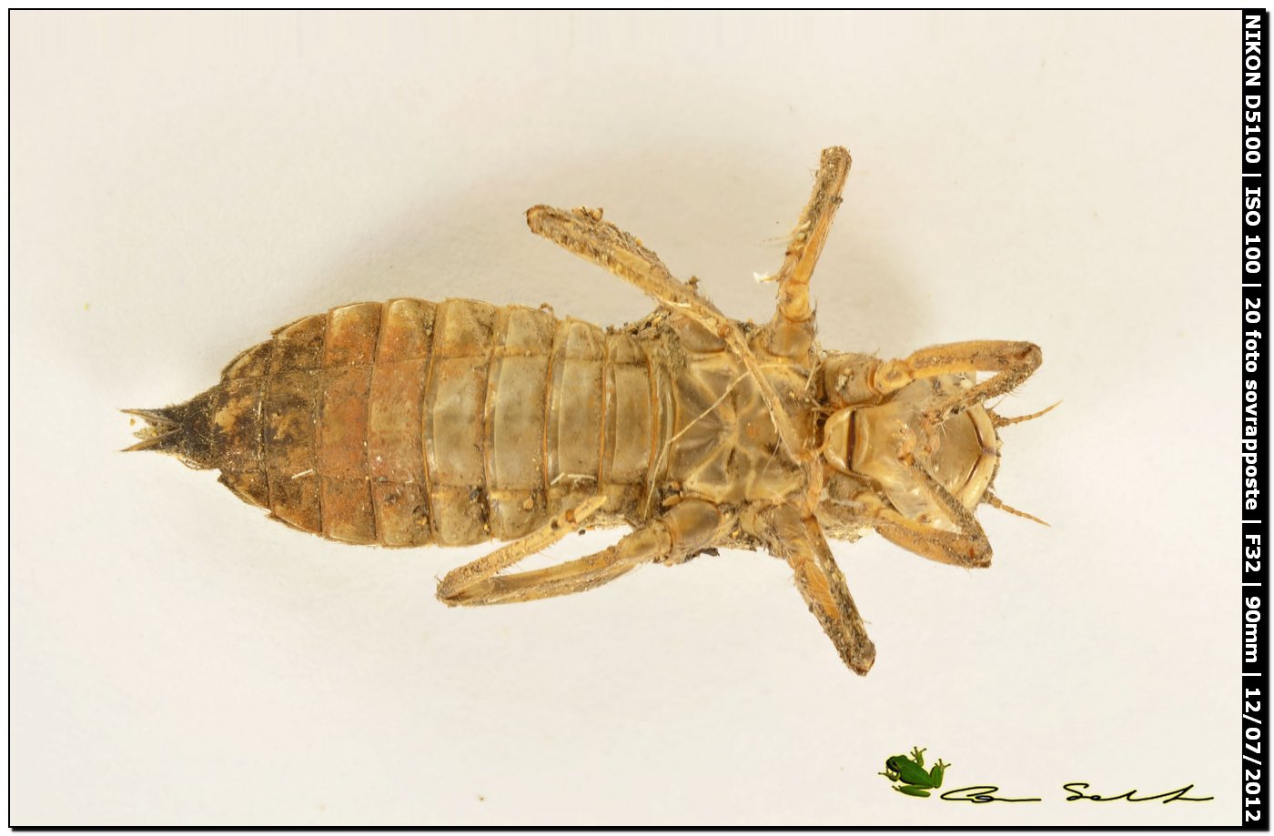 Exuvia di Orthetrum cancellatum